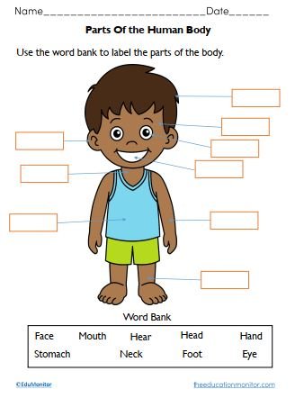 Free Body Parts Worksheets for Kids