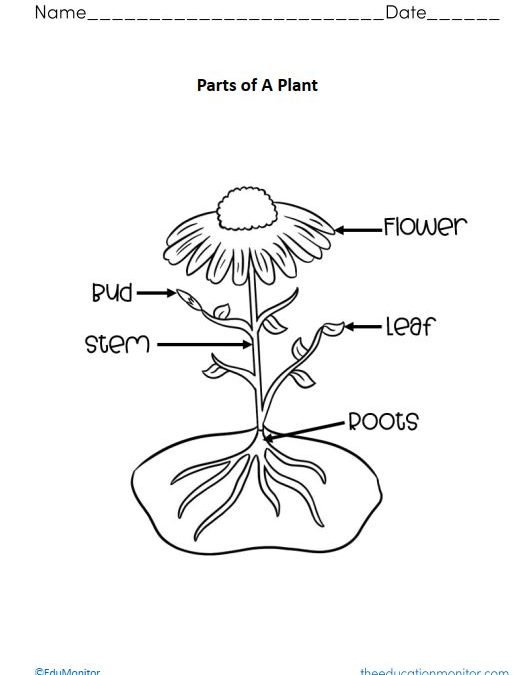 Parts of A Plant Science Worksheets for Kids
