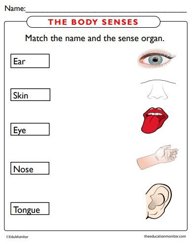 Five Senses Worksheets & pdf