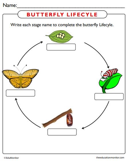 Butterfly Life Cycle Worksheets
