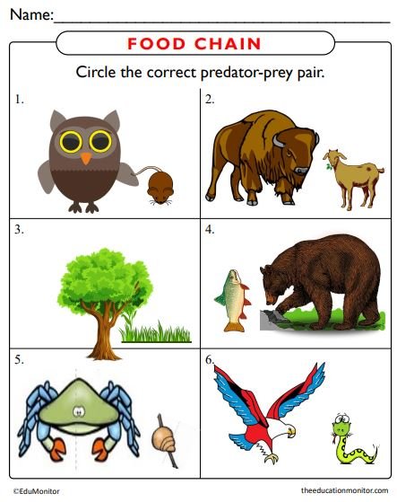 Food Chain Worksheets