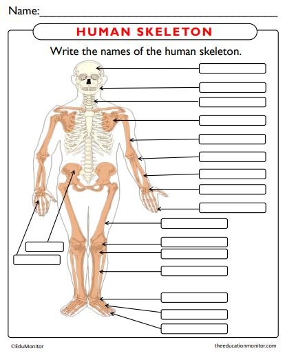 Human-skeleton-worksheets