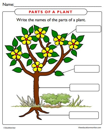 Parts of a Plant Worksheets
