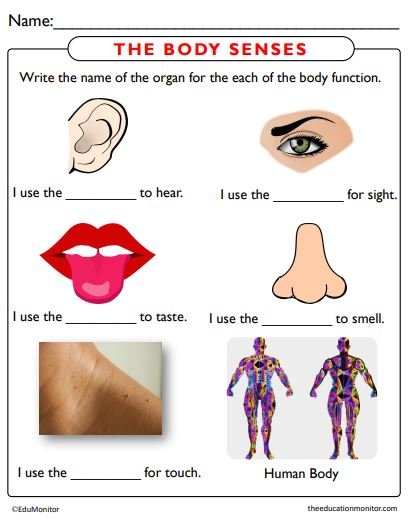 Body Senses Science Worksheets