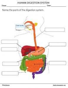 Human digestion system worksheet for grade 4 - EduMonitor