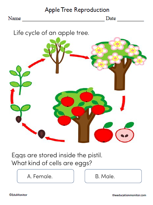 Apple Tree Reproduction Worksheets for Seventh Grade