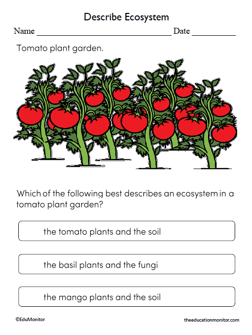Describe Ecosystem Worksheets for Eighth Grade