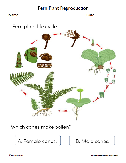 Fern Plant Reproduction Worksheets