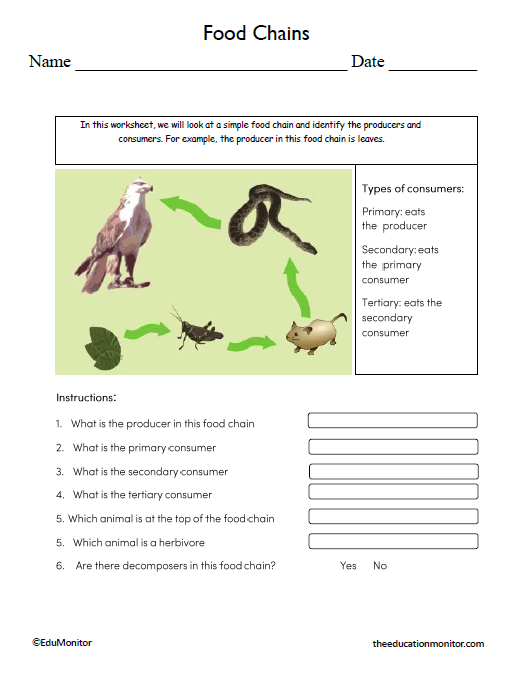 Food Chains Science Worksheets for Eighth Grade