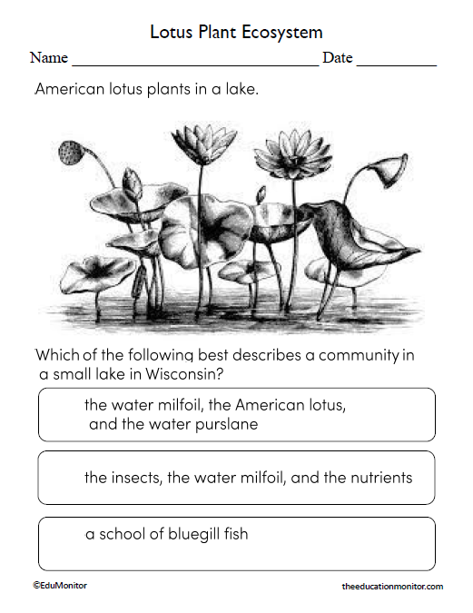 Lotus Plant Ecosystem Science Worksheet for Eighth Grade
