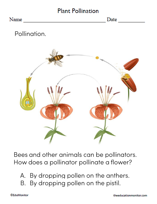 Plant Pollination Science Worksheets for Sixth Grade
