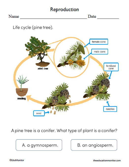 Reproduction of a Pine Tree Worksheet