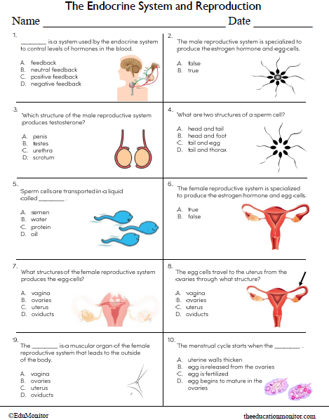 Endocrine System and Reproduction Science Worksheet For Grade 8_EduMonitor The Endocrine System and Reproduction Science Worksheet for Grade 8