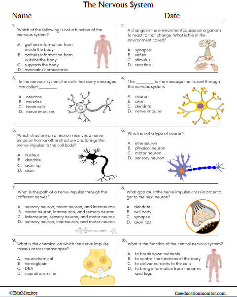 The Nervous System Science Worksheet For Eighth Grade_EduMonitor The Nervous System Science Worksheet for Eighth Grade