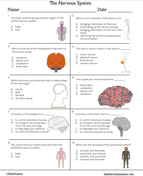 The Nervous System Science Worksheet For Grade 8_EduMonitor The Nervous System Science Worksheet for Grade 8