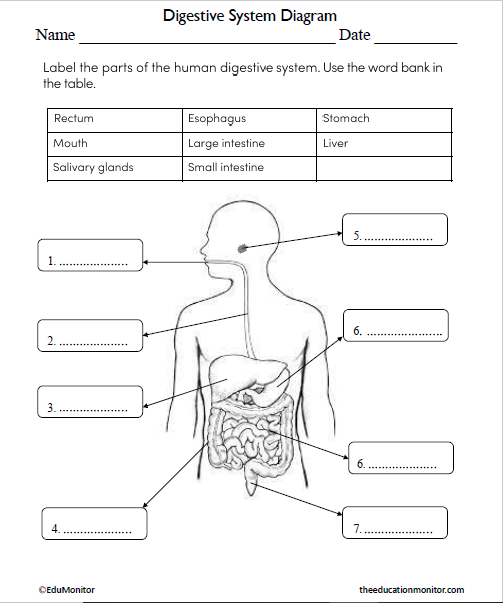 Digestive System Diagram Science Worksheet for Grade 6 - EduMonitor