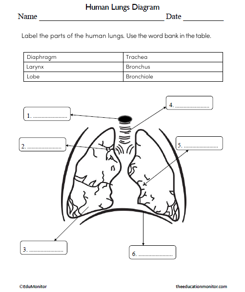 Human Lungs Diagram Science Worksheet for Grade 6