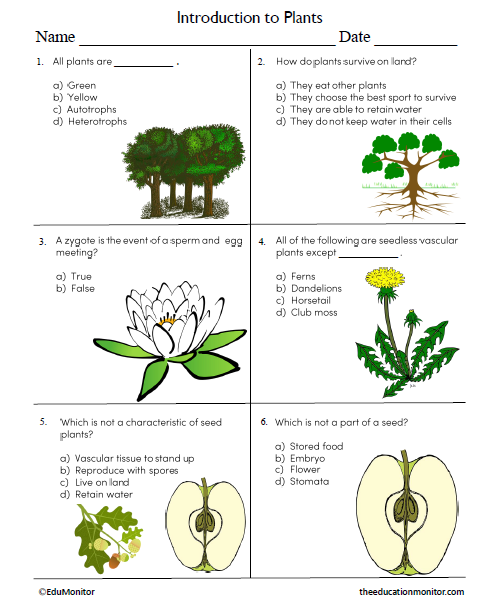 Introduction to Plants Science Worksheet for Grade 7