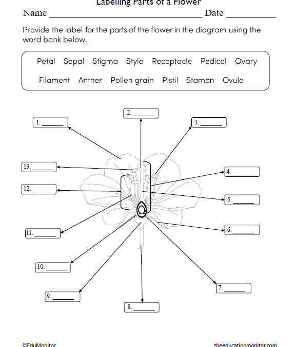 Labelling Parts of a Flower Science Worksheet for Grade 6