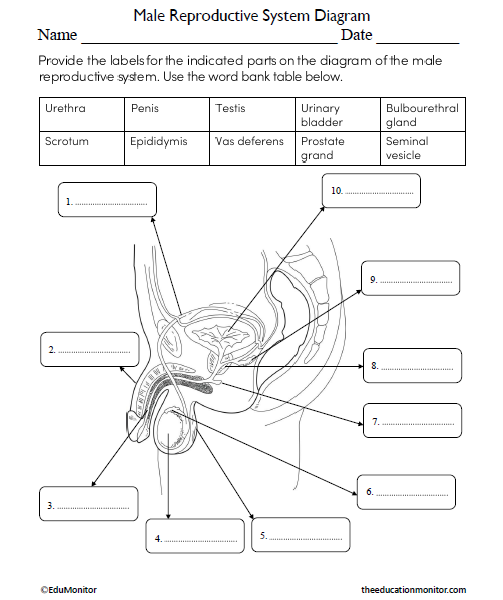 Male Reproductive System Diagram Science Worksheet for Grade 7