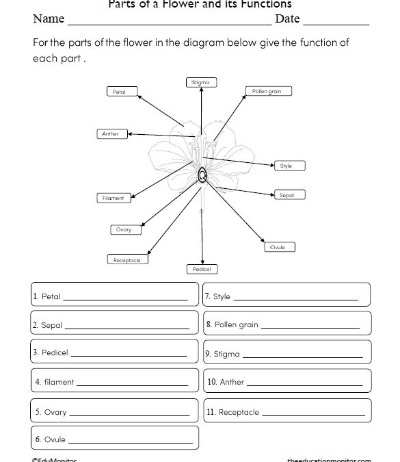 Parts of a Flower and its Functions Science Worksheet for Grade 6