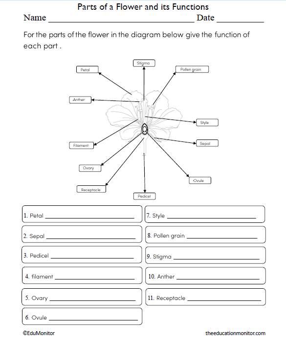 Parts of a Flower and its Functions Science Worksheet for Grade 6_EduMonitor Parts of a Flower and its Functions Science Worksheet for Grade 6