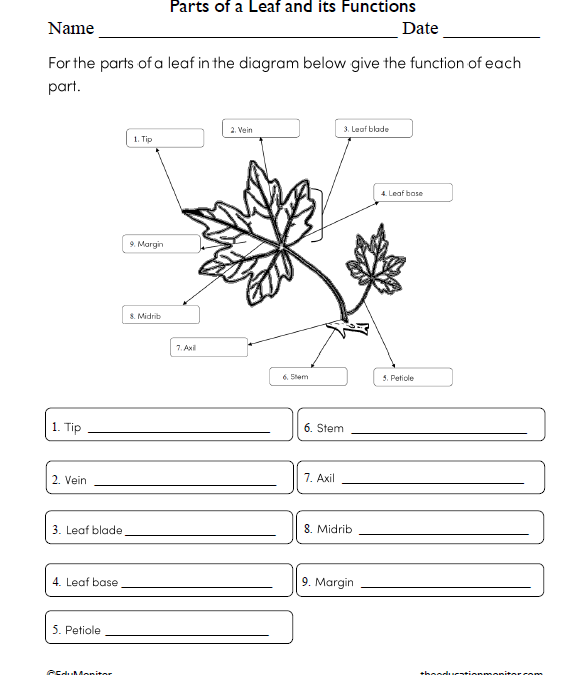 Parts of a Leaf and its Functions Science Worksheet for Sixth Grade