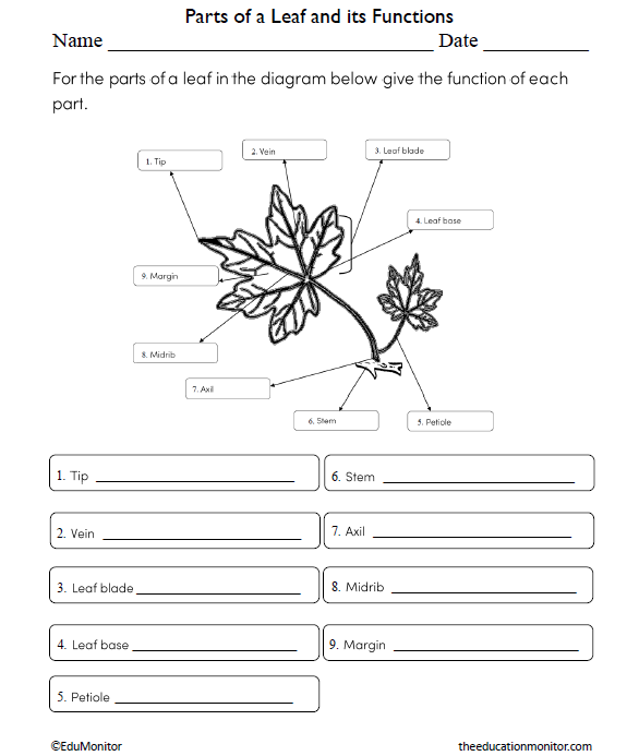 Parts of a Leaf and its Functions Science Worksheet for Sixth Grade