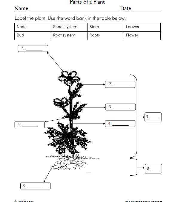 Parts of a Plant Science Worksheet for Grade 6