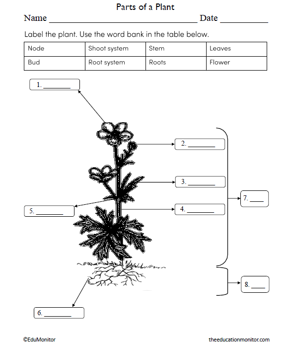 Parts of a Plant Science Worksheet for Grade 6_EduMonitor Parts of a Plant Science Worksheet for Grade 6