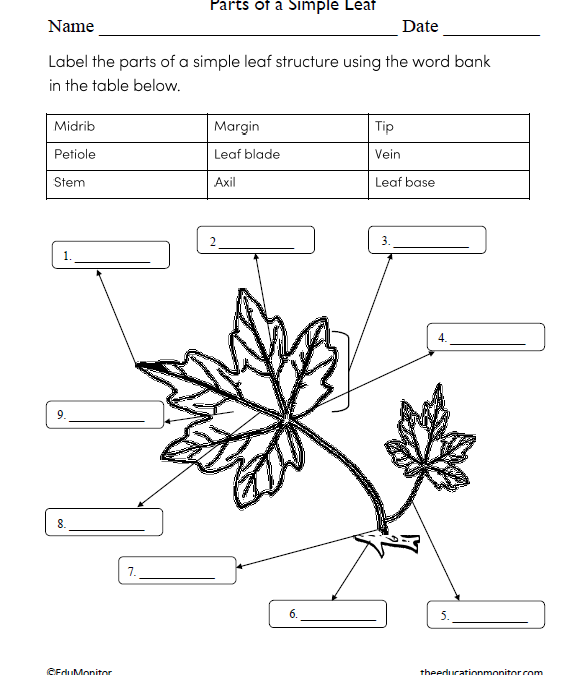 Parts of a Simple Leaf Science Worksheet for Grade 6