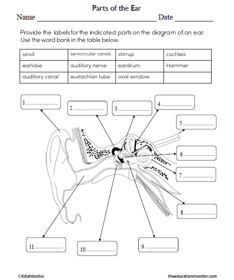 Parts of the Ear Science Worksheet for Seventh Grade - EduMonitor ...