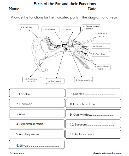 Parts of the Ear and their Functions Science Worksheet for Grade 7