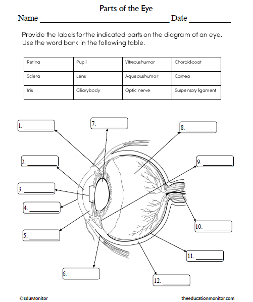 Parts of the Eye Science Worksheet for Grade 7 - EduMonitor