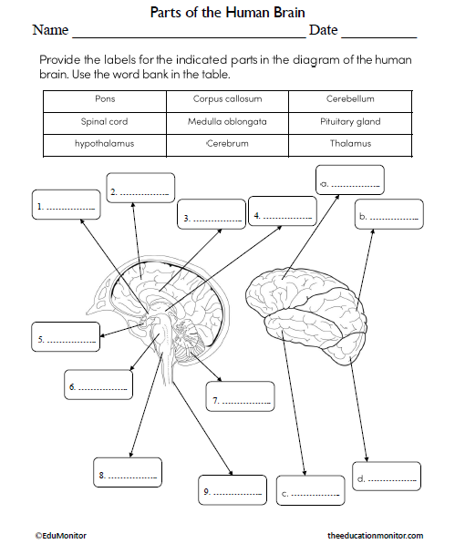 Parts of the Human Brain Worksheet for Grade 7_EduMonitor Parts of the Human Brain Science Worksheet for Grade 7