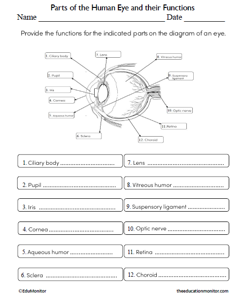 Parts of the Human Eye and their Functions Science Worksheet for Grade ...