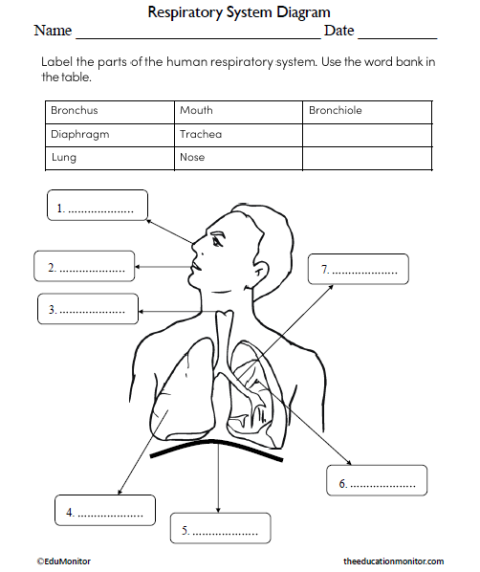 Respiratory System Diagram Science Worksheet for Grade 6 - EduMonitor