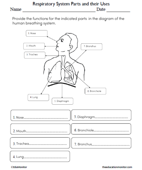 Respiratory System Parts And Their Functions Science Worksheet For 