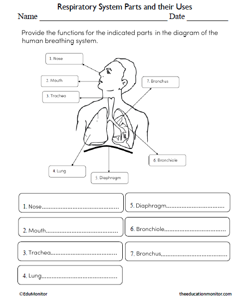 Respiratory System Parts and their Functions Science Worksheet for ...