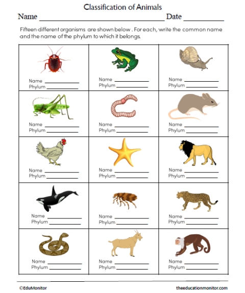 Classification of Animals Science Worksheet for Grade 7 - EduMonitor ...