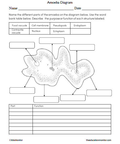 Amoeba Diagram Science Worksheet for Grade 8_EduMonitor Amoeba Diagram Science Worksheet for Grade 8
