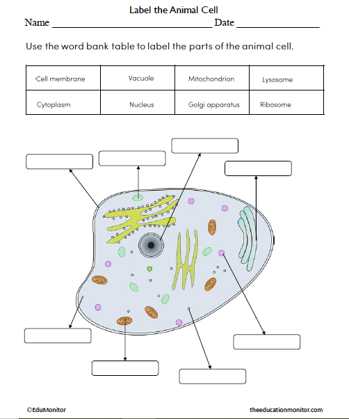 Label the Animal Cell Science Worksheet for Grade 6 - EduMonitor