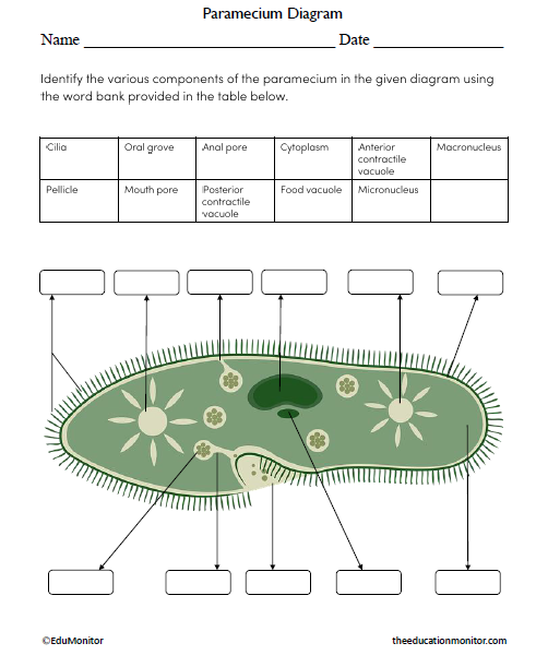 Paramecium Diagram Science Worksheet for Grade 8_EduMonitor Paramecium Diagram Science Worksheet for Eighth Grade