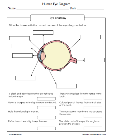 Human Eye Diagram Science Worksheet - Edumonitor 