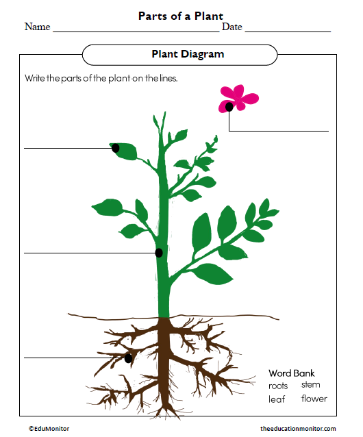 Parts of a Plant Science Worksheet - EduMonitor | Science, Math ...