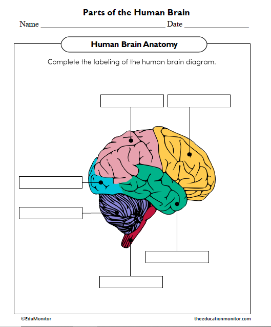 Parts of the Human Brain Science Worksheet - EduMonitor | Science, Math ...