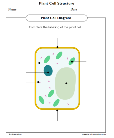 Plant Cell Structure Science Worksheet - EduMonitor | Science, Math ...