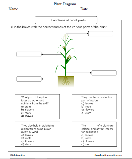 Plant Diagram Science Worksheet_EduMonitor Plant Diagram Science Worksheet