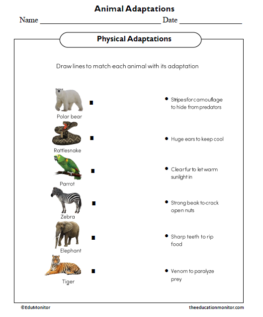 Animal Adaptations Science Worksheet