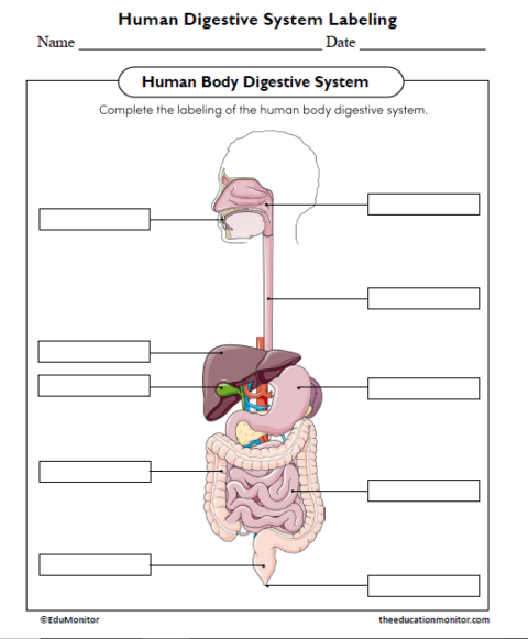 Human Digestive System Labeling Science Worksheet - EduMonitor